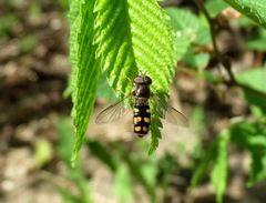 Epistrophella euchroma