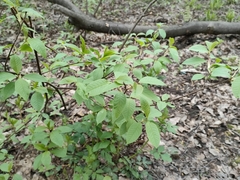Prunus padus