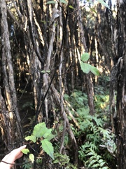 Pterophylla racemosa