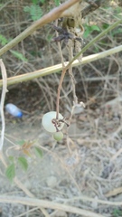 Ampelocissus acapulcensis