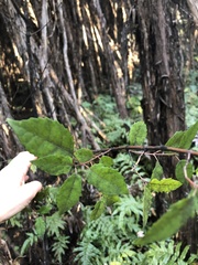 Pterophylla racemosa