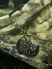 Potamotrygon leopoldi
