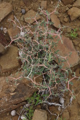 Aizoon cymosum