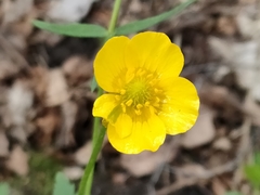 Ranunculus cassubicus