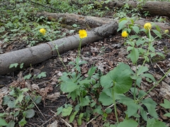 Ranunculus cassubicus