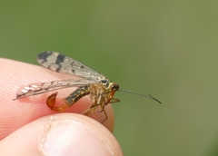 Panorpa cognata