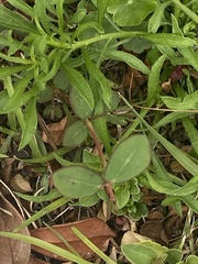 Euphorbia lasiocarpa