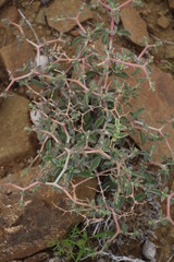 Aizoon cymosum