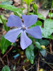 Vinca minor