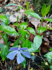 Vinca minor