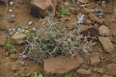 Aizoon cymosum