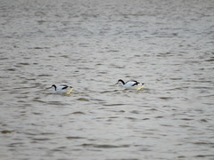 Recurvirostra avosetta