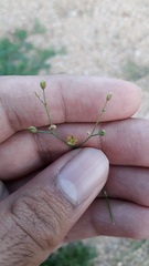 Paramollugo nudicaulis