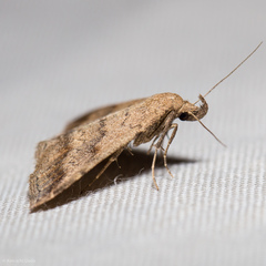 Tetanolita palligera