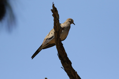 Zenaida macroura image