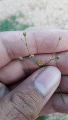 Paramollugo nudicaulis