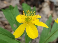 Anemonoides ranunculoides
