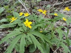 Anemonoides ranunculoides
