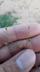 Paramollugo nudicaulis