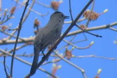 Dumetella carolinensis