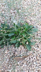 Paramollugo nudicaulis