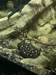 Potamotrygon leopoldi