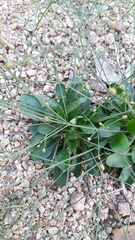 Paramollugo nudicaulis