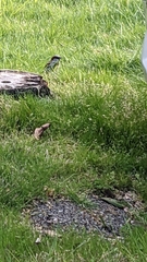 Passer domesticus domesticus