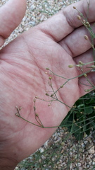 Paramollugo nudicaulis