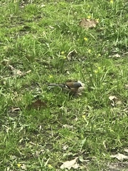 Fringilla coelebs