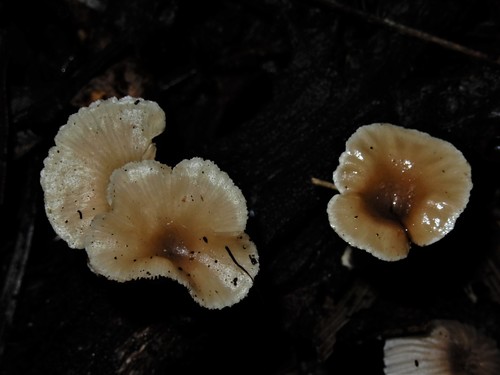 Clitocybe wellingtonensis image