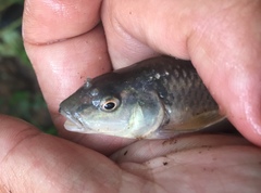 Nocomis leptocephalus