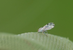Cacopsylla pulchella