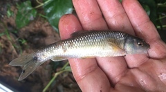 Nocomis leptocephalus