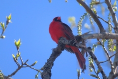 Cardinalis cardinalis