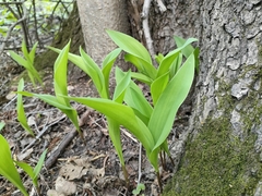 Convallaria majalis