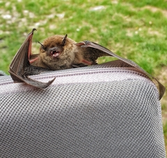 Pipistrellus kuhlii