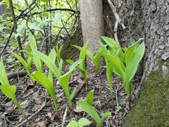 Convallaria majalis