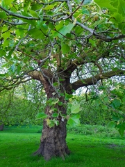 Platanus × hispanica