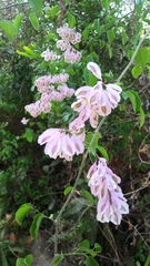 Podopterus cordifolius