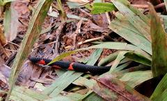 Micrurus narduccii melanotus