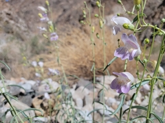 Penstemon fruticiformis amargosae