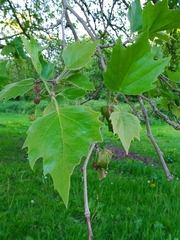 Platanus × hispanica