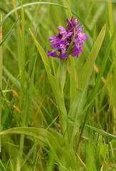Dactylorhiza × aschersoniana