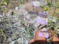 Penstemon fruticiformis amargosae