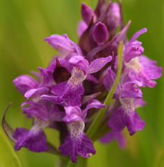 Dactylorhiza × aschersoniana