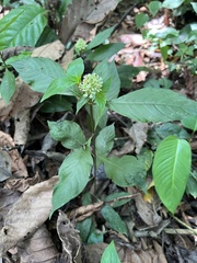 Palicourea hebeclada