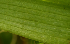 Dactylorhiza × aschersoniana