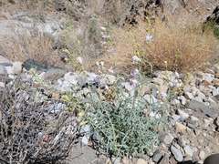 Penstemon fruticiformis amargosae
