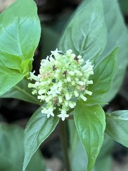 Palicourea hebeclada